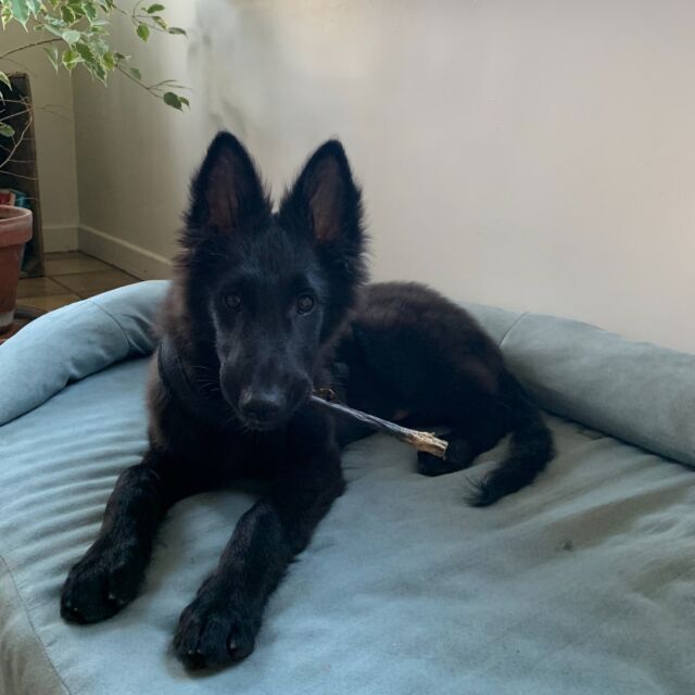 Meet Charel, onze pleeg-puppy! 🐕 

Deze kleine loebas is nog maar 18 weken oud, maar heeft al veel meegemaakt. Hij werd in beslag genomen op veel te jonge leeftijd, verbleef vervolgens een week bij de dierenarts om te herstellen en belandde daarna in het asiel.

Gelukkig vond hij bij ons zijn warm nestje, waar hij veilig is. Het spreekt voor zich dat Charel nog veel moet leren. Het geluid van de microgolf en zijn eigen reflectie in het raam was de eerste dagen heel erg schrikken voor hem. Nu is hij aan het leren waar hij wel en niet op mag knabbelen, waar hij zijn grote en kleine behoeften kan doen en waar hij rust en veiligheid kan vinden. Natuurlijk gebeuren er soms plas-ongelukjes en sneuvelen er pantoffels of planten, maar dit is normaal want hij is nog volop aan het ontwikkelen. Het goede nieuws is dat Charel nieuwsgierig en alert is en steun zoekt. Hij is erg mensgericht en leunt op ons in deze bewogen en spannende periode. 💚

Een goede les: knoop in je oren dat jouw pup je nodig heeft. Kampeer 's nachts naast hem zolang het nodig is, stel hem gerust en geef hem een veilig gevoel. Offer jouw slaap op voor die van hem en geef hem alle tijd om stap voor stap te wennen aan nieuwe omgevingen en gebeurtenissen.

In de komende posts zal ik delen wat je in welke ontwikkelingsfase van je hond mag verwachten en wat jij kan doen om zijn/haar gedrag in goede banen te leiden. 🐶

#puppybegeleidingaanhuis #puppybegeleiding #hondengedragsdeskundige #hondengedrag #gedragstherapiehond #hondengedragstherapeut #puppycursus #puppycursusaanhuis #hondenspecialist #hondenexpert #opleidinghondengedragstherapeut #opleidinghondengedragsdeskundige #opleidinghondentrainer #gedragscentrumvoorhonden #laurabangels #asielhond #hondenwelzijn #hondenwelzijnvoorop #hondentaal #gedragsbegeleidingvoorhonden #hondengedragstherapie #lummen