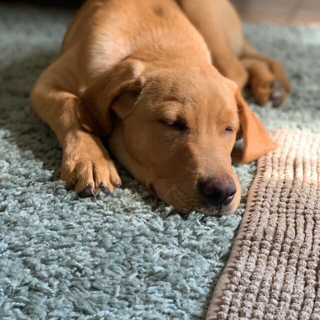 "Our puppies need us to cuddle their brain” - Dr. Kathy Murphy

Dit is ook een Charel, 11 weken oud en dus midden in de socialisatiefase 🥰. 

Socialiseren, hoe pak ik dit nu het beste aan? Door hem dagelijks gedurende 10 minuten al kijkend iets nieuws te laten ontdekken, gevolgd door minstens anderhalf uur slaap. 

Hou in je achterhoofd dat alles heel spannend en nieuw is voor jouw kleine rakker. Het ontdekken zelf gebeurt daarom al kijkend vanop een veilige afstand. De meeste pups doen dit het liefst zittend. Geef je hond alle tijd die hij nodig heeft om alle indrukken van de 'nieuwe' wereld op te nemen 🔍. 

Neem hem daarna weer terug naar huis eventueel in een veilig, beschermd plekje zoals een draagdoek, rugzak, bolderkar,… Eens thuis laat je hem rustig indommelen. Voldoende slaap is erg belangrijk om alle positieve ervaringen van de 'nieuwe' wereld op te slaan in het langetermijngeheugen van jouw puppy 😴. 

Zo, meer is het niet. Simpel, toch? 

🐶 Charel van @liesbethgoris 

#puppybegeleidingaanhuis #puppybegeleiding #hondengedragsdeskundige #hondengedrag #gedragstherapiehond #hondengedragstherapeut #puppycursus #puppycursusaanhuis #hondenspecialist #hondenexpert #opleidinghondengedragstherapeut #opleidinghondengedragsdeskundige #opleidinghondentrainer #gedragscentrumvoorhonden #laurabangels #asielhond #hondenwelzijn #hondenwelzijnvoorop #hondentaal #gedragsbegeleidingvoorhonden #hondengedragstherapie #lummen