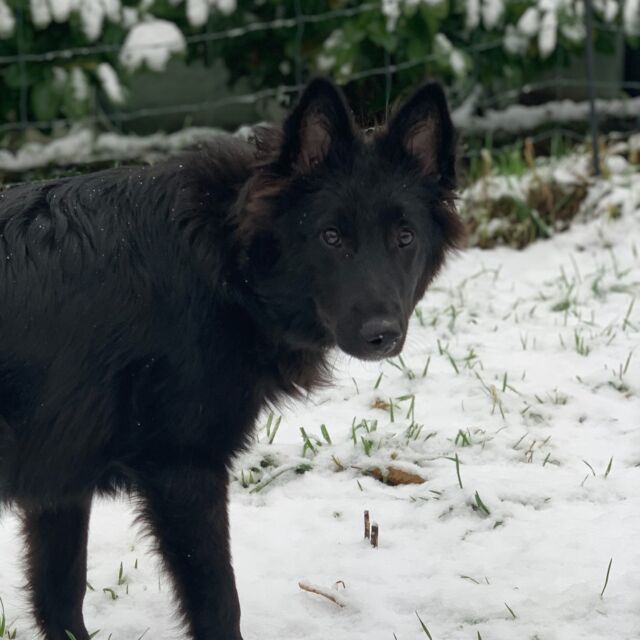 Van pup naar draak... 🐉

Charel is intussen 26 weken oud, wat betekent dat hij in de overgang van pup naar adolescent zit. 

Vanaf de leeftijd van 16 weken komen instincten zeer expressief naar boven. Alles wat je pup ruikt, ziet, hoort en voelt zal interessanter worden dan jou. Zijn genen zullen sterk mee bepalen hoe hij reageert op deze zintuiglijke prikkels. Herdertjes kunnen in deze fase bijvoorbeeld fietsers, auto’s of joggers beginnen najagen. Terriërs en Teckels zullen hun talent om te graven bovenhalen en je tuin in no time opnieuw aanleggen. Retrievers zullen op hun beurt met plezier je pantoffels apporteren. 

Denk na over de natuurlijke instincten eigen aan het ras van je hond en zorg voor een veilige setting waarin hij deze de vrije loop kan laten. Voorzie bijvoorbeeld een plekje in de tuin waar je pup naar hartelust mag graven. Honden hebben nu eenmaal bepaalde behoeften, die we niet kunnen tegenhouden, noch negeren. Ze komen vroeg of laat toch naar boven, dus dan kunnen we onze kleine deugniet beter ondersteunen in zijn ontwikkeling.

Onthoud dat slaap ook nu nog belangrijk blijft voor je pup. Hij kan het hier soms oneens over zijn, maar het is noodzakelijk. Verplichte rust op een veilig plekje mag tot 3 keer per dag gedurende 1,5 uur. 

En vergeet niet te genieten van de momentjes waarop je draak weer even verandert in een pup 💚.

#puppybegeleidingaanhuis #puppybegeleiding #hondengedragsdeskundige #hondengedrag #gedragstherapiehond #hondengedragstherapeut #puppycursus #puppycursusaanhuis #hondenspecialist #hondenexpert #opleidinghondengedragstherapeut #opleidinghondengedragsdeskundige #opleidinghondentrainer #gedragscentrumvoorhonden #laurabangels #asielhond #hondenwelzijn #hondenwelzijnvoorop #hondentaal #gedragsbegeleidingvoorhonden #hondengedragstherapie #lummen