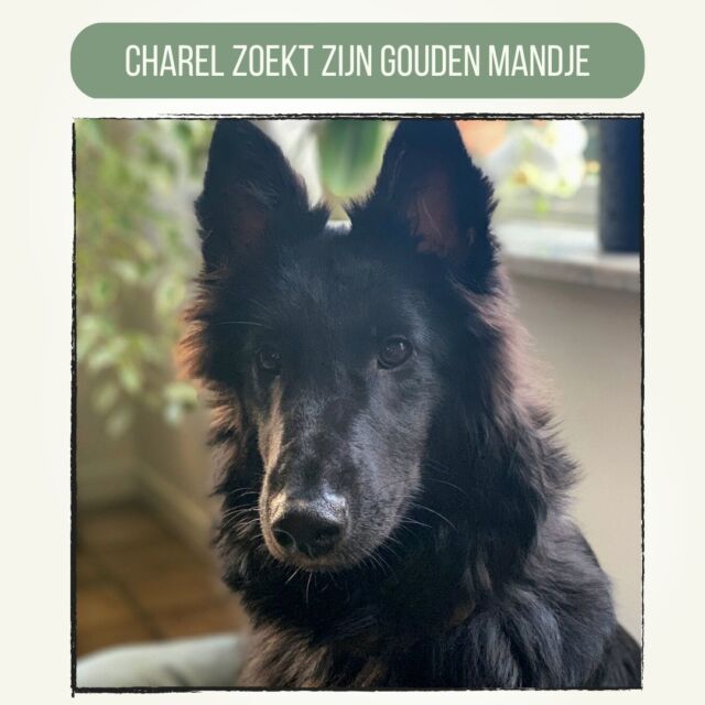 ❤️

#adopteereenhond #teradoptie #benjijmijnnieuwebaasje #veeweyde #veeweydeturnhout #veeweydeweelde #asielveeweyde #goudenmandjegezocht #goudenmand #asielhonden