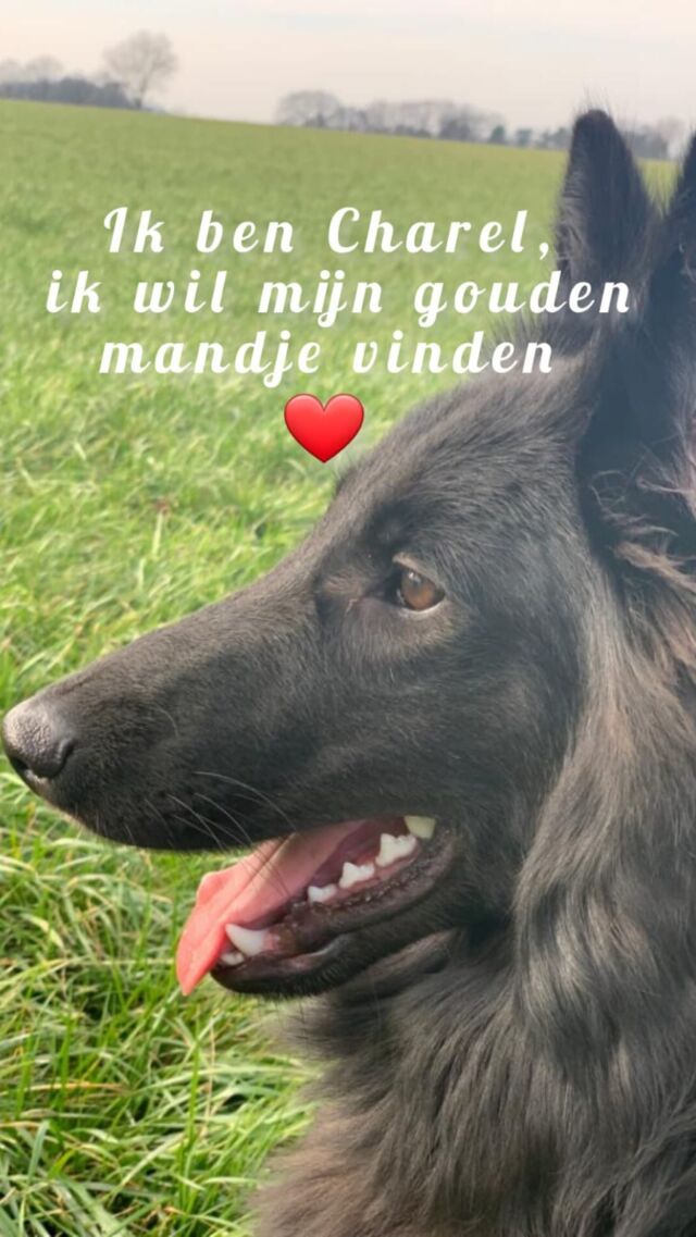 Psssst, ik ben nog altijd m’n forever home aan het vinden 🏠. Ik zal me nog eens voorstellen… 

Ik ben Charel, 9 maanden jong. Ik ben in het asiel terechtgekomen na een inbeslagname. Omdat ik toen nog maar 4 maanden oud was, werd ik door een pleeggezin opgevangen en daar ben ik nu nog steeds.

Ik ben een lieverd, een echte knuffelbeer en ik zit graag op schoot ondanks dat ik er intussen eigenlijk te groot voor ben 🙈. 

Ik kan mezelf best goed entertainen en ik ben snel tevreden. Een doosje, een yoghurtpotje of een flesje geeft me uuuuuren plezier 🥳. 

Ik vind het niet erg om alleen te zijn, ik slaap dan gewoon om de tijd wat sneller te doen gaan. 

Ik vind het fijn om te wandelen, aan een lange lijn of los zodat ik m’n neus achterna kan gaan, fantastisch vind ik dat. 

M’n pleegmama zegt dat ik wel enkele werkpuntjes heb: als puber ben ik nog wat impulsief, ik doe eerst en denk pas daarna. Niet altijd even handig… En ik ben wel stoer maar af en toe vraag ik toch om wat hulp. Dat doe ik nogal subtiel omdat ik uiteraard aan m’n imago moet denken 😎. M’n ideale baasje heeft hier dus wel oog voor. 

Ik vind het leuk om af en toe wat discussie uit te lokken, steeds minder, maar soms is het toch nog sterker dan mezelf. Dan vraag ik vooral veel geduld en iemand die niet boos wordt. En ik heb blijkbaar nog hulp nodig om ‘maatschappelijk wenselijk’ te leren reageren op mensen, honden, … tijdens de wandeling. Daar speelt m’n impulsiviteit me ook nog wat parten 🤷‍♀️. 

Ben je onder de indruk van mijn knappe verschijning? Wil je mij veel knuffelen en wil je samen met mij op pad om mij te laten opgroeien tot de fantastische hond die ik ben? Woon je op een rustig plekje waar ik niet overprikkeld geraak en waar we ontspannen kunnen wandelen? Wil je graag samen m’n talent voor detectie en speuren verder ontwikkelen? Ben je alleen, met partner en/of met oudere, rustige kinderen? En wil je mij graag leren kennen? Stuur dan een mailtje naar info@veeweydeweelde.be, dan ontmoeten we elkaar hopelijk binnenkort! 

Liefs, Charel 🐶 

#adoptdontshop #veeweydeturnhout #groenendaeler #groenendaelbelgianshepherd #asielhond #opzoeknaareengoudenmandje