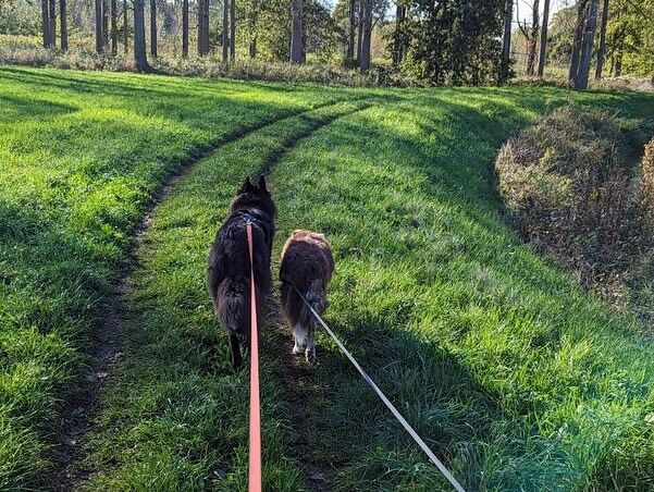 En zo wandelt Charel z’n nieuwe leven tegemoet… 

Exact 1 jaar nadat Chareltje bij mij in pleegzorg kwam, heeft hij zijn gouden mandje gevonden 🎉 . 

Het was een jaar vol ups and downs. Ik heb om hem gelachen en gehuild, hij bracht ontspanning maar ook frustratie, vriendschap maar ook twijfels. Ik heb m’n handen vol gehad aan hem en ik heb hem ook wel eens verwenst 🙈, maar aan het einde van de dag overheerste steeds de liefde 🥰. 

Liefde voor z’n grappig lachje, z’n deugnieterij, z’n showpony-drafje maar vooral voor wie hij is: een gouden hondje dat, ondanks een moeilijke start, van het leven houdt ❤️. 

Charel is helemaal klaar om z’n nieuwe leventje te beginnen. Hij mag nu al z’n liefde (en z’n streken 😝) aan Dorien @dorien_vdp en Alexander geven. En als er nog wat overblijft ook aan z’n nieuwe hondenbroertje, kattenvriendjes én de papegaai des huizes. Hij had zich geen beter plekje kunnen wensen 🐶 🐈‍⬛ 🦜. 

Alle geluk van de wereld voor m’n knappe pupper ❤️🍀. 

Dank je wel aan Charel z’n oppasteam: Charlie @scotchandcharlies, Wiete @wietestockmans, Nele @nele.houbrechts, Kateri @kateri.truyers, Liesbet @pawsitivedogsgedragscoach, Ophélie @opheliejammaers & papa @bangelsdaniel 🙏

Duizendmaal dank je wel aan Veerle @veerlevandevoort om Charel z’n plusmama te zijn ❤️🙏

Dank je wel aan al onze studenten die Charel vanaf dag 1 in hun hart hebben gesloten 🙏

Dank je wel @veeweydeturnhout om dit grappige kereltje in mijn leven te brengen 🙏

En dank je wel aan Chareltje om nog meer liefde in m’n leven te brengen. Als je speuren niet zo leuk had gevonden, had ik de speurbegeleider niet zo leuk gevonden 🥰. 

Dank je wel Michael @tmhondentraining, voor het samen lachen en huilen om Chareltje ❤️🙏