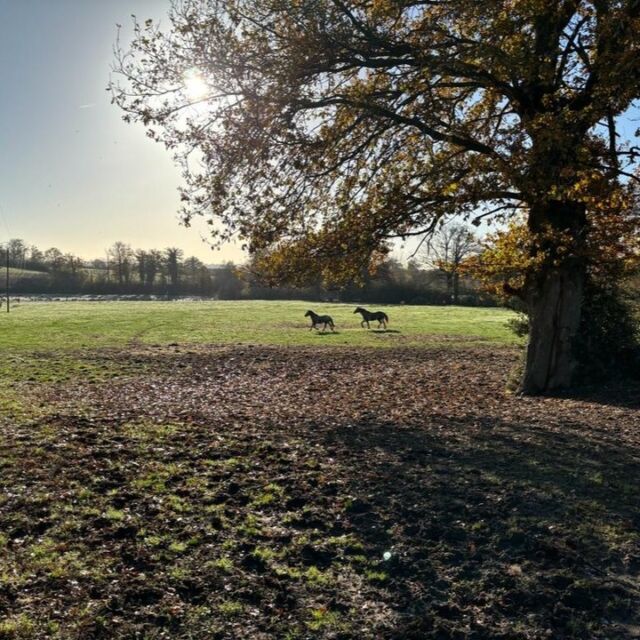 Opi en Valco gaan op pensioen 🎉

Paard zijn tussen andere paarden, naar hartenlust galopperen over uitgestrekte weides, genieten van overheerlijk gras vol kruiden, ... Ik ben jaloers 🥰

Omdat ik er nooit in geloofd heb om leuke dingen uit te stellen tot m’n pensioen gun ik ook jou en je hond NU meer plezier. En niet ‘wanneer er eens tijd voor is’. 

Daarom vullen wij in 2024 ons aanbod aan met leuke activiteiten zoals ontspannen wandelen, speuren én detectie 🕵️‍♀️. Je hond kan helemaal hond zijn, je gaat versteld staan van wat die neus allemaal kan!

Voor wie studeren leuk vindt (zoals ik 🤓), is er vanaf maart onze 2de reeks van de Basisopleiding Paardengedrag en in september starten we weer met de opleiding Hondengedragsdeskundige. 

Geen excuus meer om leuke dingen uit te stellen. Gewoon doen! 

👉 Meer informatie later hier of via links in bio

Liefs, Laura 🍀

🐴 Opi en Valco worden in de watten gelegd in het paardenrusthuis van Jane in het prachtige Leyrat (Frankrijk) @equinepensions 

#opleidinghondengedragsdeskundige #opleidinghondengedragstherapeut #opleidinghondentrainer #opleidinghonden #opleidinghondeninstructeur #opleidinghondencoach #hondengedragsdeskundige #hondenexpert #hondenwelzijn #speurenmetjehond #speurenmethond #speurenmethonden #wandelenmetjehond #wandelenmetdehond #wandelenmethond #gedragscentrumvoorhonden #gedragscentrumvoorpaarden #paardengedrag #paardenwelzijn #paardenexperts #paardengedragstherapeut