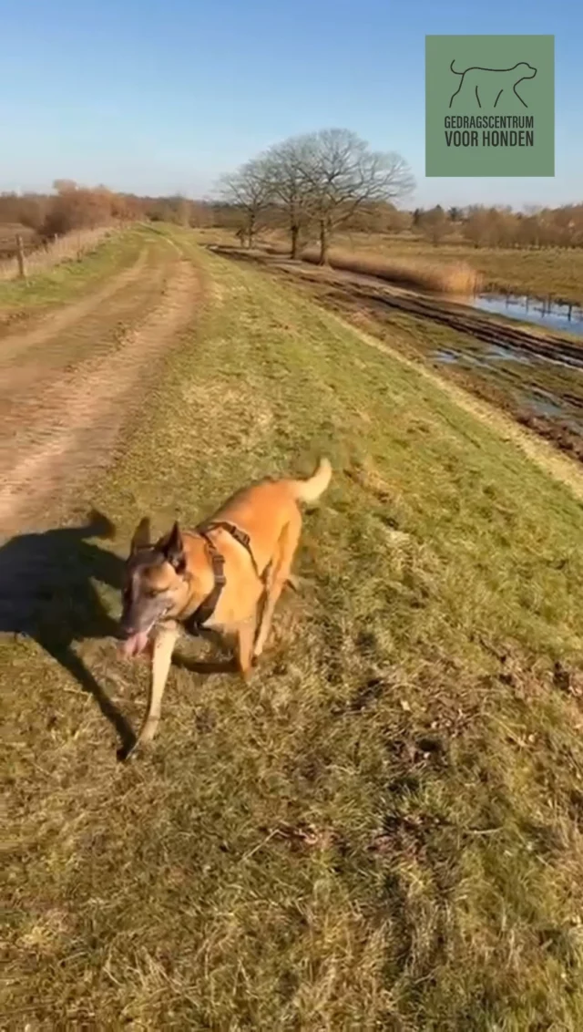 Hoe wij Thaica's basisbehoeften invullen 🐾

We wandelen zo'n 5 keer per week minstens een uur met haar in de natuur. 🌿  Inderdaad, niet elke dag. Dat heeft Thaica niet nodig. Na zo'n wandeling is ze moe en voldaan, heerlijk om haar dan te zien rusten. ❤

✨ Gouden tip: krijg je je hond maar niet moe? Kans is groot dat hij rust nodig heeft in plaats van nòg meer activiteit. Sommige honden missen het 'uit-knopje', ze lijken overactief, maar eigenlijk zijn ze gewoon moe. Ze weten niet hoe ze zichzelf tot rust kunnen brengen. Een lekkere kauwsnack op een veilige plaats kan helpen. 

Liefs, Laura 🐾
