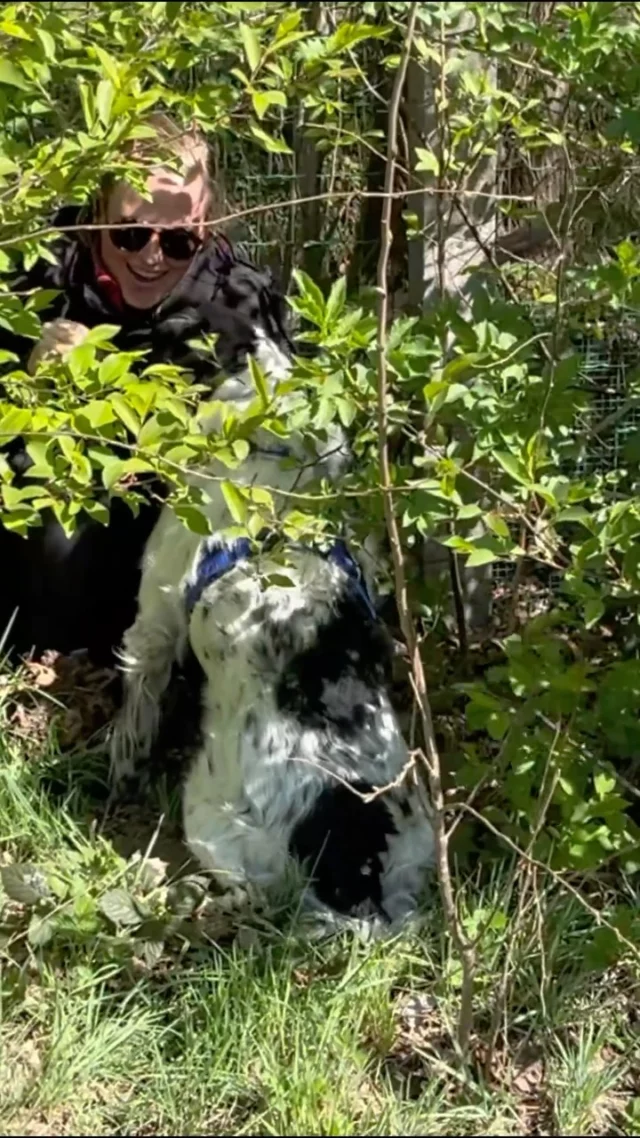 Afgelopen weekend zijn we met het team van het Gedragscentrum voor honden gaan speuren onder begeleiding van TM Hondentraining!

Even ontsnappen aan alle drukte en gewoon genieten met onze eigen honden. ☀

We hebben zelf weer mogen ervaren hoe fijn het is om samen plezier te maken, om onze honden nòg beter te leren kennen en om ze te zien groeien.

Dit weekend was dan ook een perfecte herinnering aan waarom we doen wat we doen: de wereld van zoveel mogelijk honden net dat beetje mooier te maken. 💚

Liefs, Laura

#speurweekend