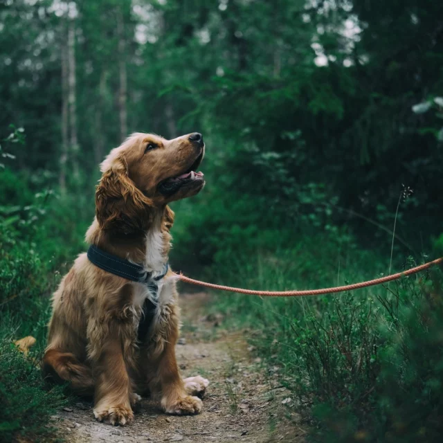 Goed nieuws: we geven honden (én baasjes) weer een GRATIS gedragsonderzoek én adviesgesprek.👇 

Nu onze studenten hun opleiding tot hondengedragsdeskundige bijna afronden, is het tijd om te leren van echte situaties. Daarom organiseren we de komende weken praktijkdagen waarop enkele baasjes gratis gedragsbegeleiding krijgen. Dit wordt uitgevoerd door onze ervaren gedragsdeskundige, de studenten kijken mee. 

Wat krijg je? Een professionele kijk op het gedrag van je hond, duidelijke inzichten én praktische tips om verder te kunnen - helemaal kosteloos. 

Waar en wanneer? 

🦴 Lummen
• Do 24 april - 10u30 tot 14u
• Di 6 mei - 10u30 tot 14u
• Di 20 mei - 10u tot 12u
of Do 22 mei - 10u tot 12u

🦴 Lievegem
• Za 24 mei - 10u30 tot 14u
of Za 14 juni - 10u tot 12u

💌 Heb jij een hond die worstelt met emotioneel gedrag? Stuur een mail naar info@gedragscentrumvoorhonden.be met een korte beschrijving van je hond en zijn/haar gedrag en vermeld de datum waarop je zou willen langskomen. 

Tot binnenkort?!

Liefs, Laura & co 🐾