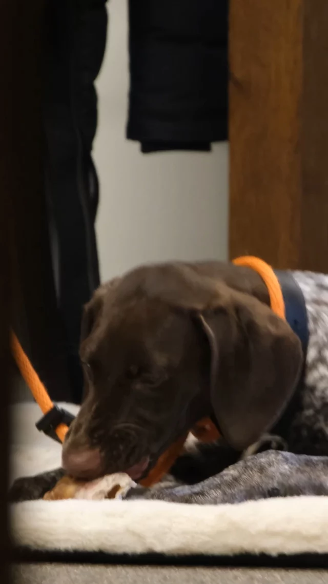 Achter elk gedrag schuilt een verhaal. En achter elke hond staat een gezin met een verhaal. 🤍

Of je nu meer inzicht wilt krijgen in het gedrag van je eigen hond of de ambitie hebt om professioneel aan de slag te gaan, alles begint met hetzelfde fundament: leren begrijpen waarom honden doen wat ze doen.

Daarom kan je bij ons kiezen tussen een 10-daagse cursus Hondengedrag en een tweejarige opleiding Hondengedragsdeskundige.

Tijdens beide trajecten leer je gedrag begrijpen vanuit een wetenschappelijk onderbouwde en integratieve visie. Niet door theorie uit het hoofd te leren, maar door stap voor stap verbanden te leren leggen tussen alle factoren die gedrag beïnvloeden.

Zo ontwikkel je niet alleen kennis over hondengedrag, maar leer je vooral denken als gedragsdeskundige. 

📍 Start: september 2026 en februari 2027
📍 Locaties: Lummen & Lievegem
👥 Kleine groepen (max. 12 deelnemers)
🔗 Meer info via https://gedragscentrumvoorhonden.be/opleidingsaanbod/