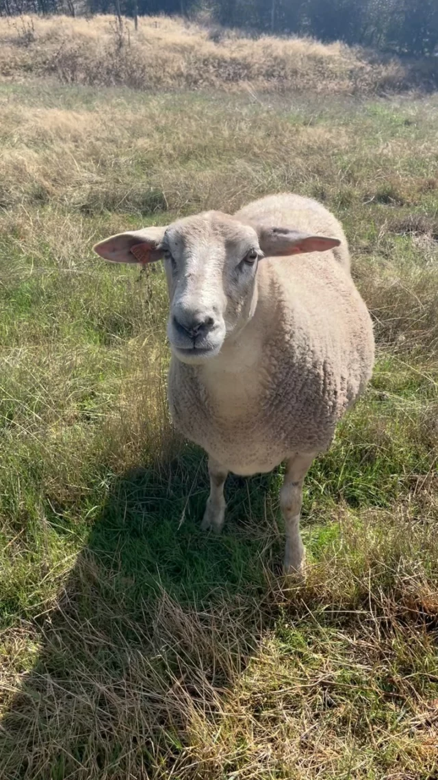 Welkom Betty, een nieuwe vriendin voor Odette 🐑 
(al moet de vriendschap nog wat groeien 🙃)