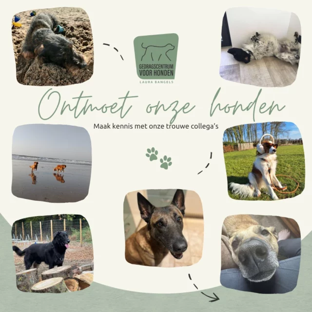 Achter elke hondengedragsdeskundige staat een hond die ervoor zorgt dat we bescheiden blijven. 😉